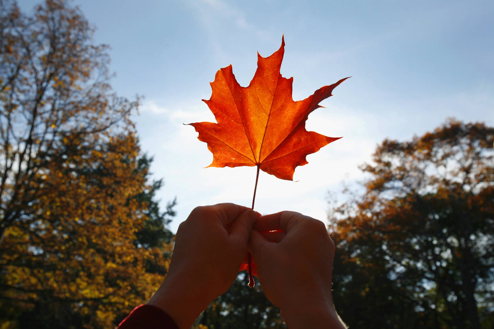 A person holding a Maple leaf to the sun with both hands.